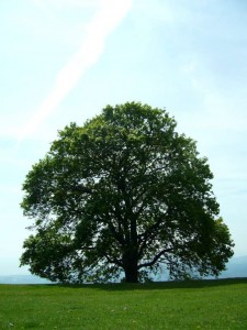 arbre du caire tourettes sur loup (9)