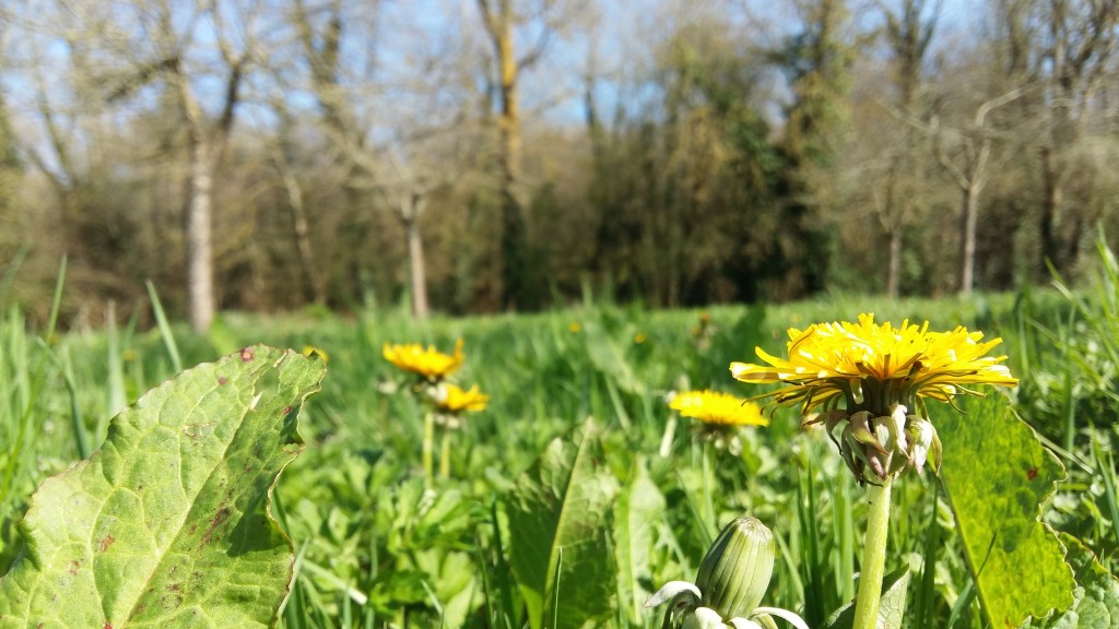 Verger de la Ferme de Billy
