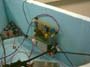 Icare 1 (97)