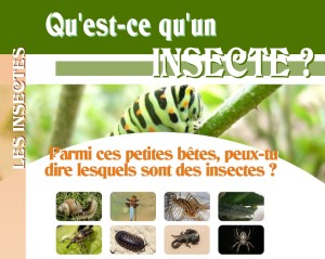 expo insectes